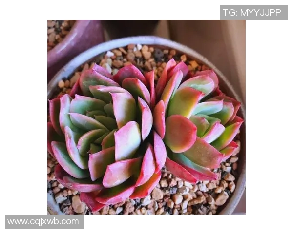 花卉种植技巧与经验分享:从土壤选择到日常护理的全面指南